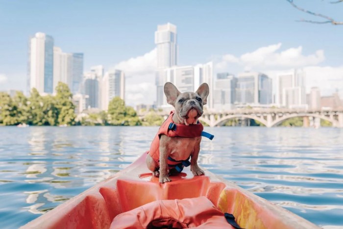 Pet-friendly travel spots for animal lovers