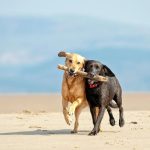 Pet-friendly travel spots for animal lovers