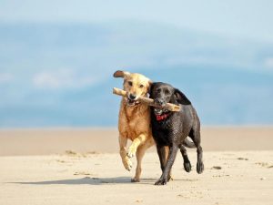 Pet-friendly travel spots for animal lovers