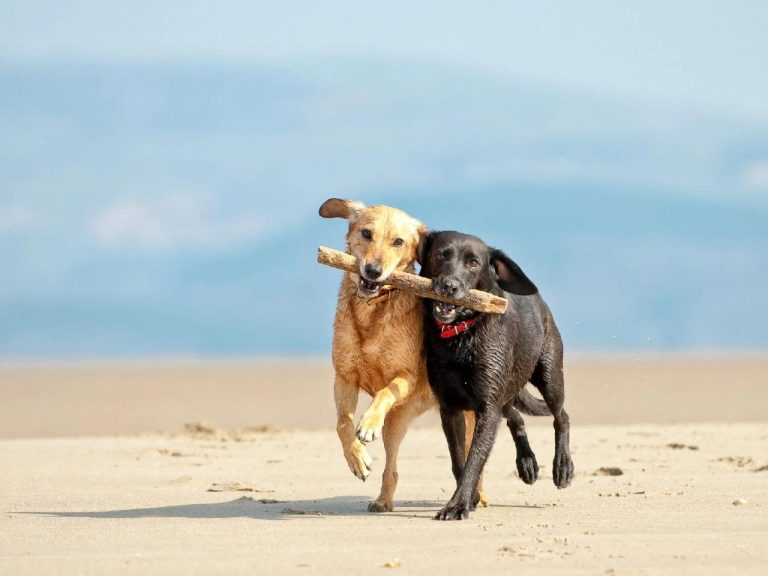 Pet-friendly travel spots for animal lovers